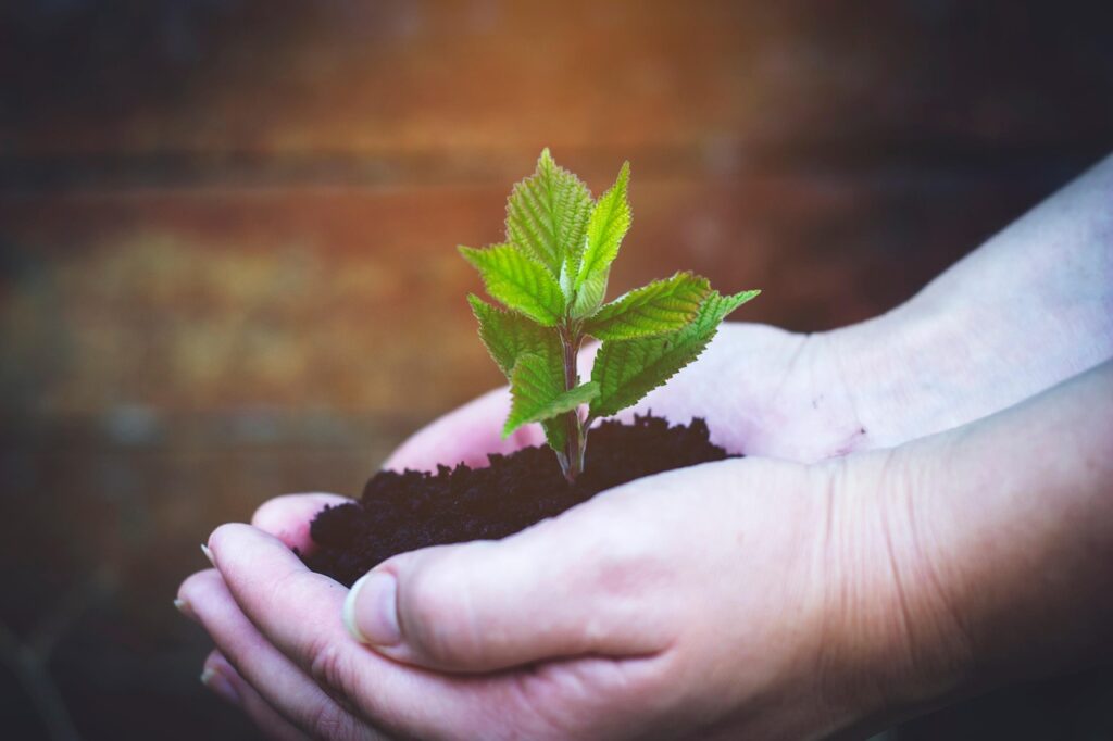 seedling protected by hands